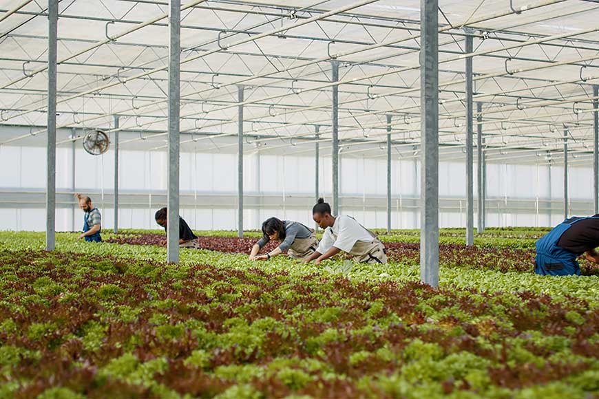 Solusi-Sistem-Integrasi-yang-Berkelanjutan-di-Perkebunan-DCT