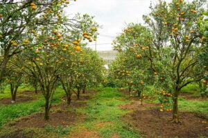 Alat-alat-yang-Biasa-Dipakai-di-Area-Perkebunan-yang-Luas-DCT-1