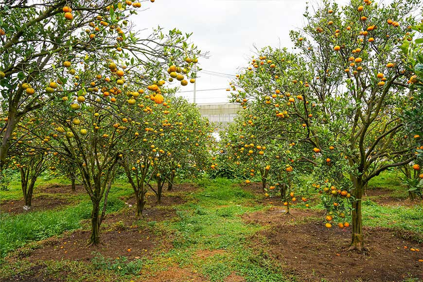 Alat-alat-yang-Biasa-Dipakai-di-Area-Perkebunan-yang-Luas-DCT-1