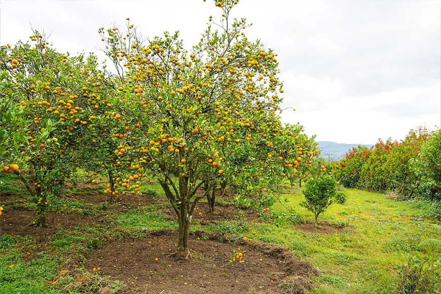 Alat-alat-yang-Biasa-Dipakai-di-Area-Perkebunan-yang-Luas-DCT-2